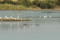 30.9.2012 Saline di Priolo (148)